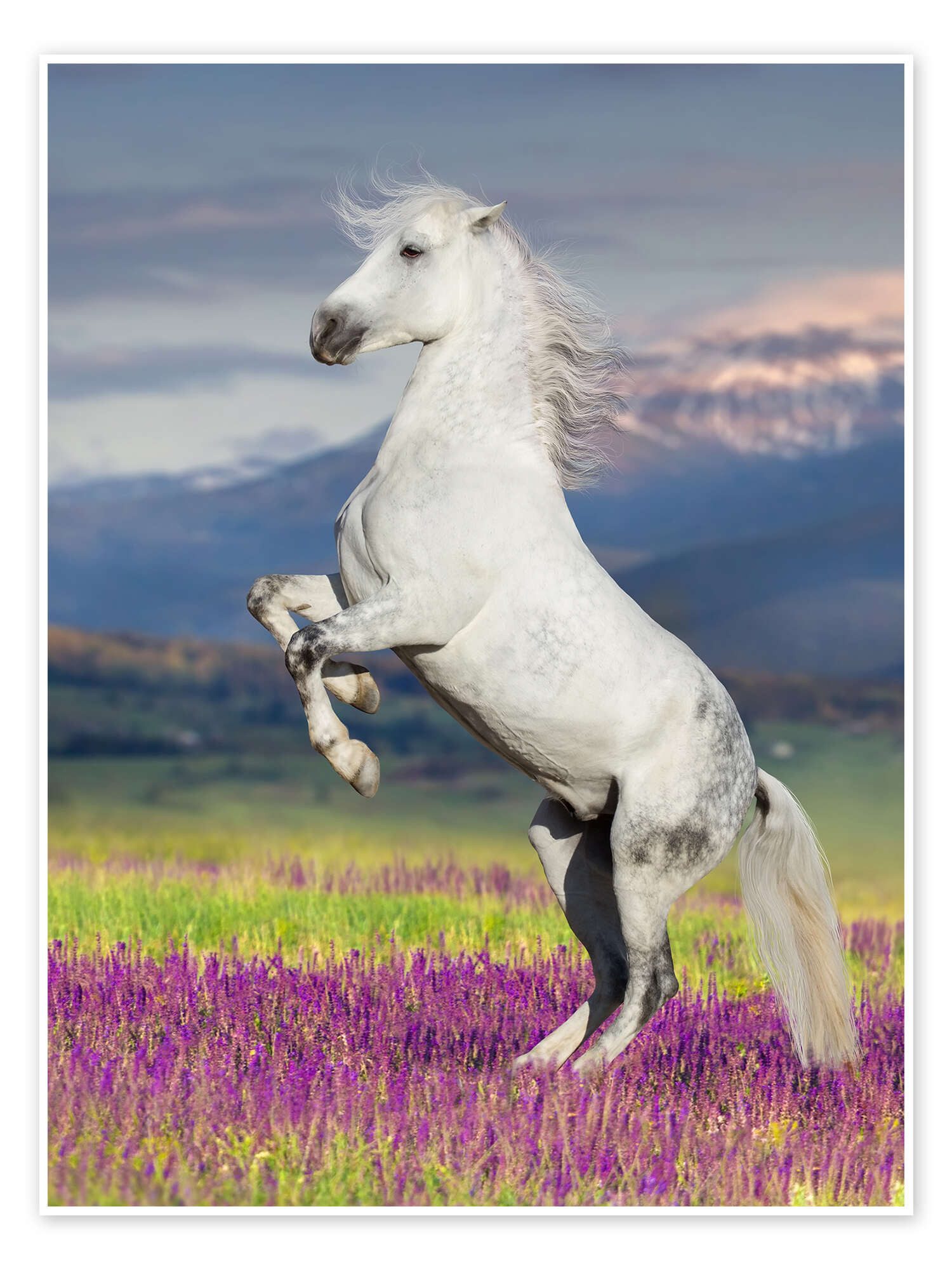 Poster Editors Choice