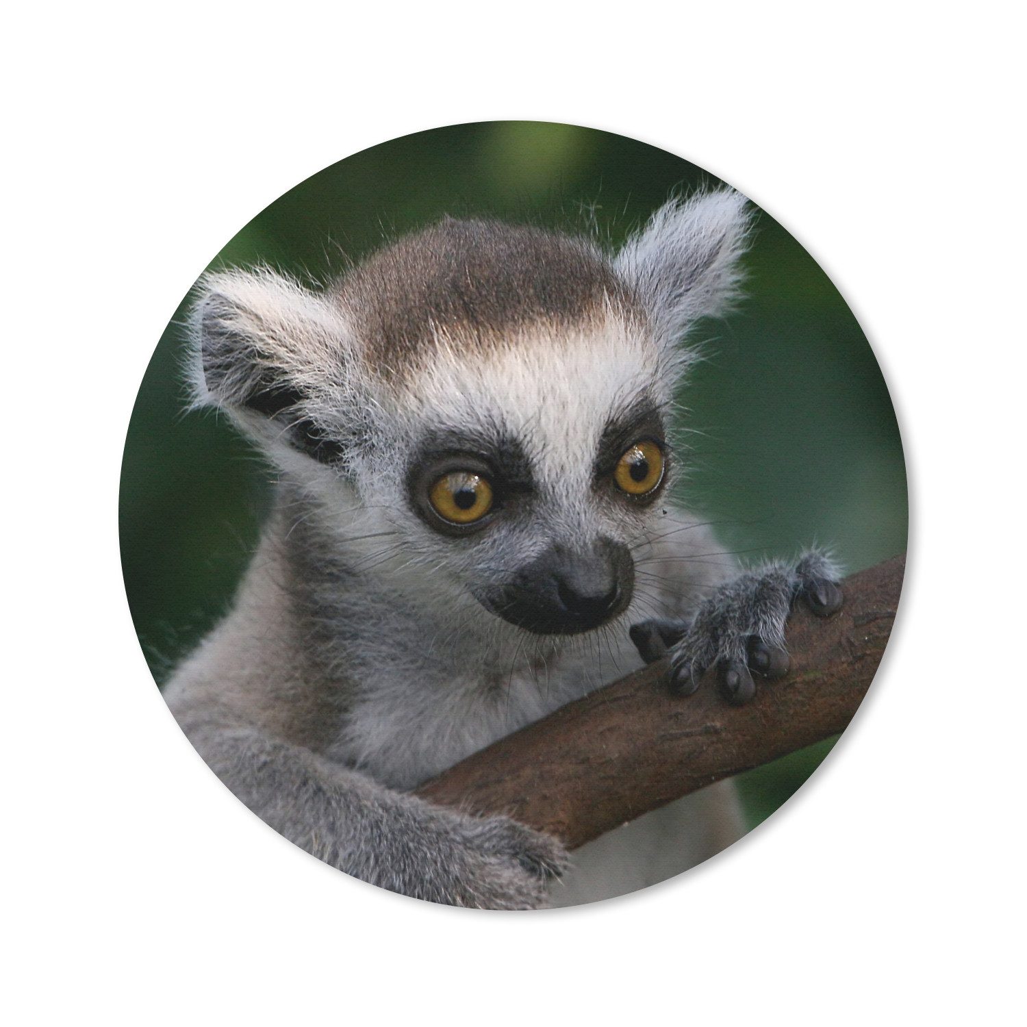 MuchoWow Mauspad Tier - Zweig - Ringschwanzlemur (1-St), Gaming, Rutschfester Unterseite, Mausunterlage, Rund 50x50 cm