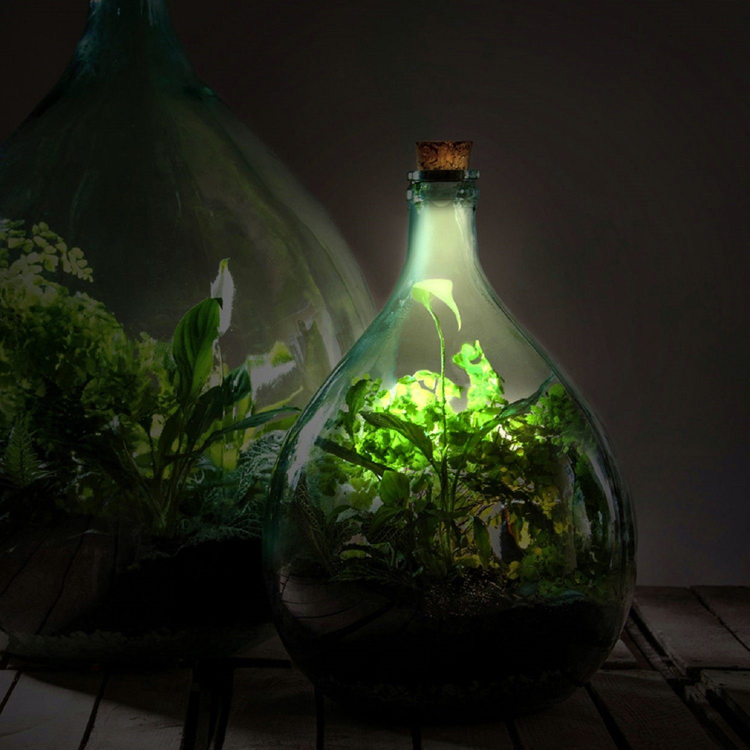 esschert design Beleuchtung Pflanzen Licht LED Verschluss Haus Gewächs Terrarium Korken Solar Übertopf