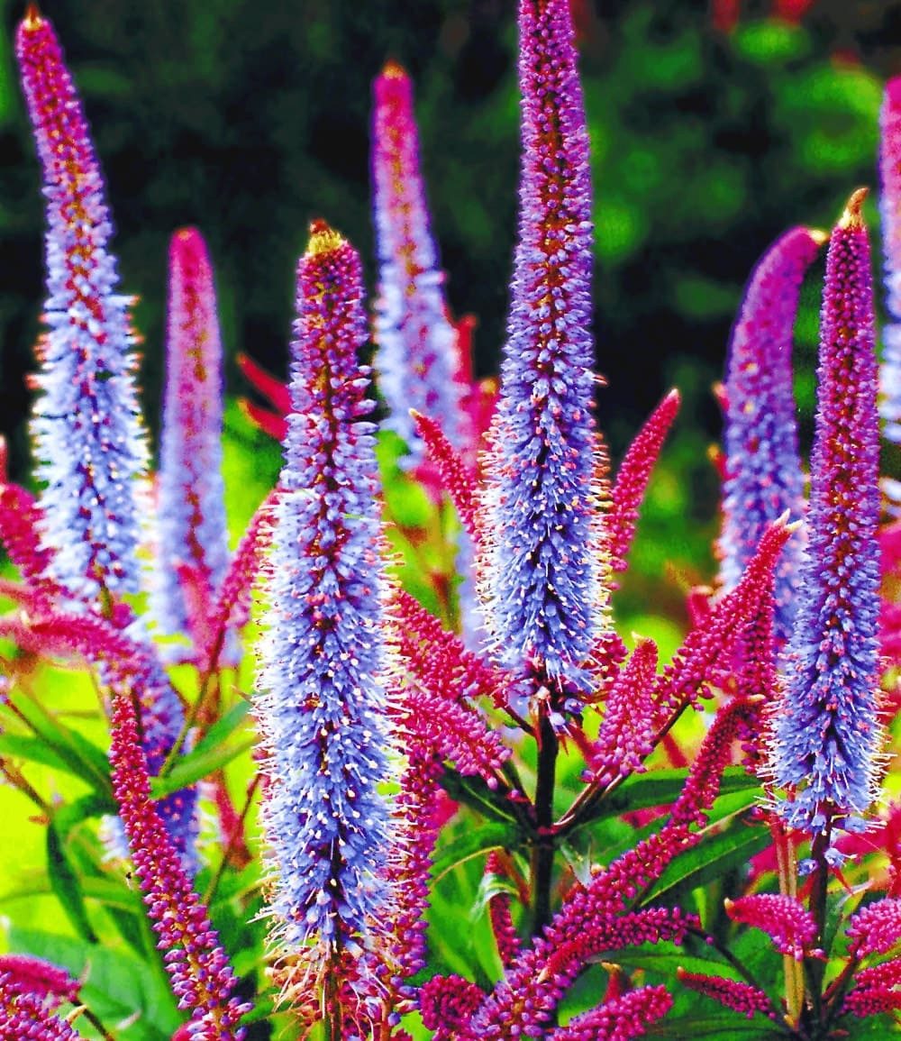 BALDUR Garten Staude Veronika 'Cupido', 2 St., Ehrenpreis,winterhart, mehrjährig