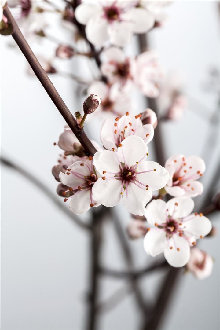 Pflanzen für Dich Gehölze Prunus cistena, 1 St., Blutpflaume, Zierpflaume