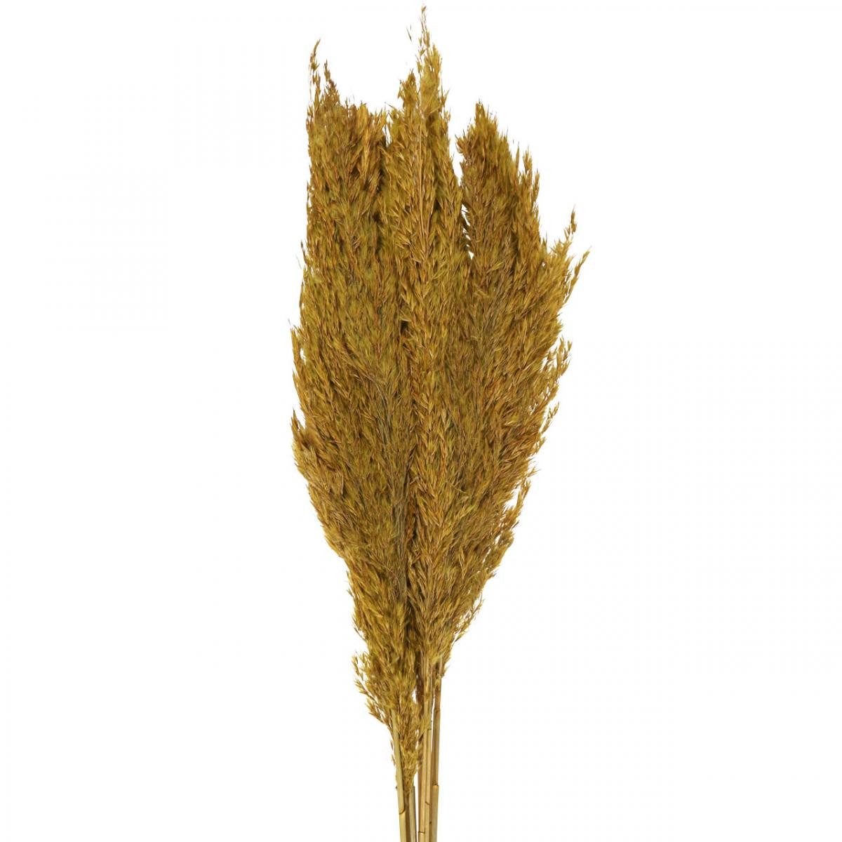 Trockenblume Trockengras Olivgrün Deko 70cm 10 St Pampasgras Ersatz