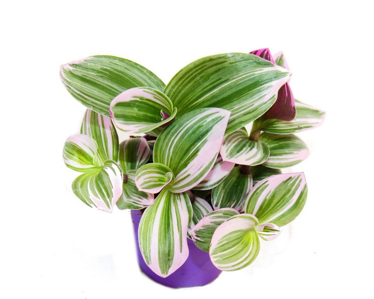 Thumbnail - Exotenherz Zimmerpflanze Dreimasterblume Tradescantia Nanouk hängende Zimmerpflanze 9cm pink