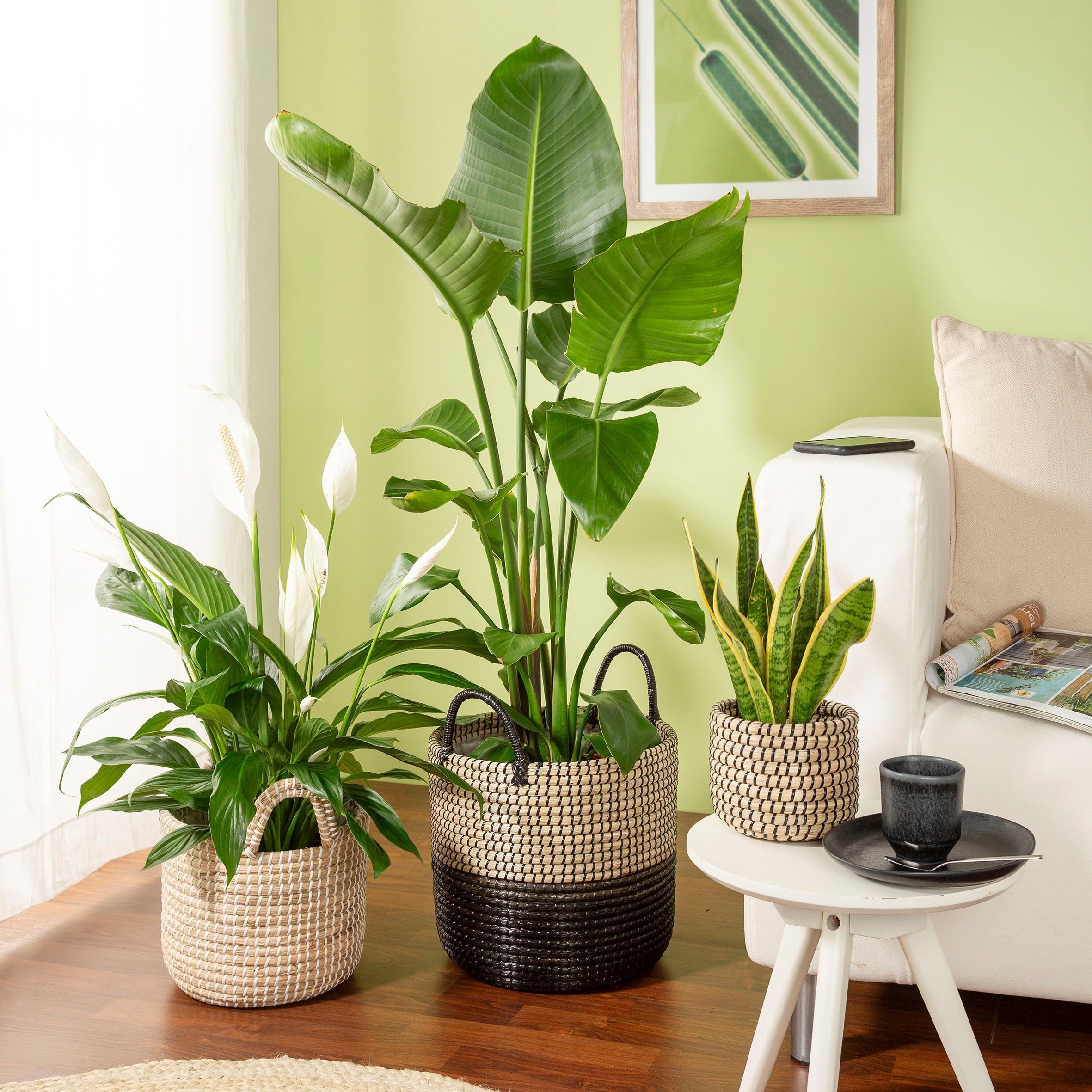 Scheurich Blumentopf nature black 39/515