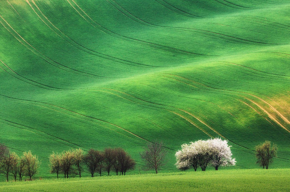 Papermoon Fototapete Hügel mit Bäumen