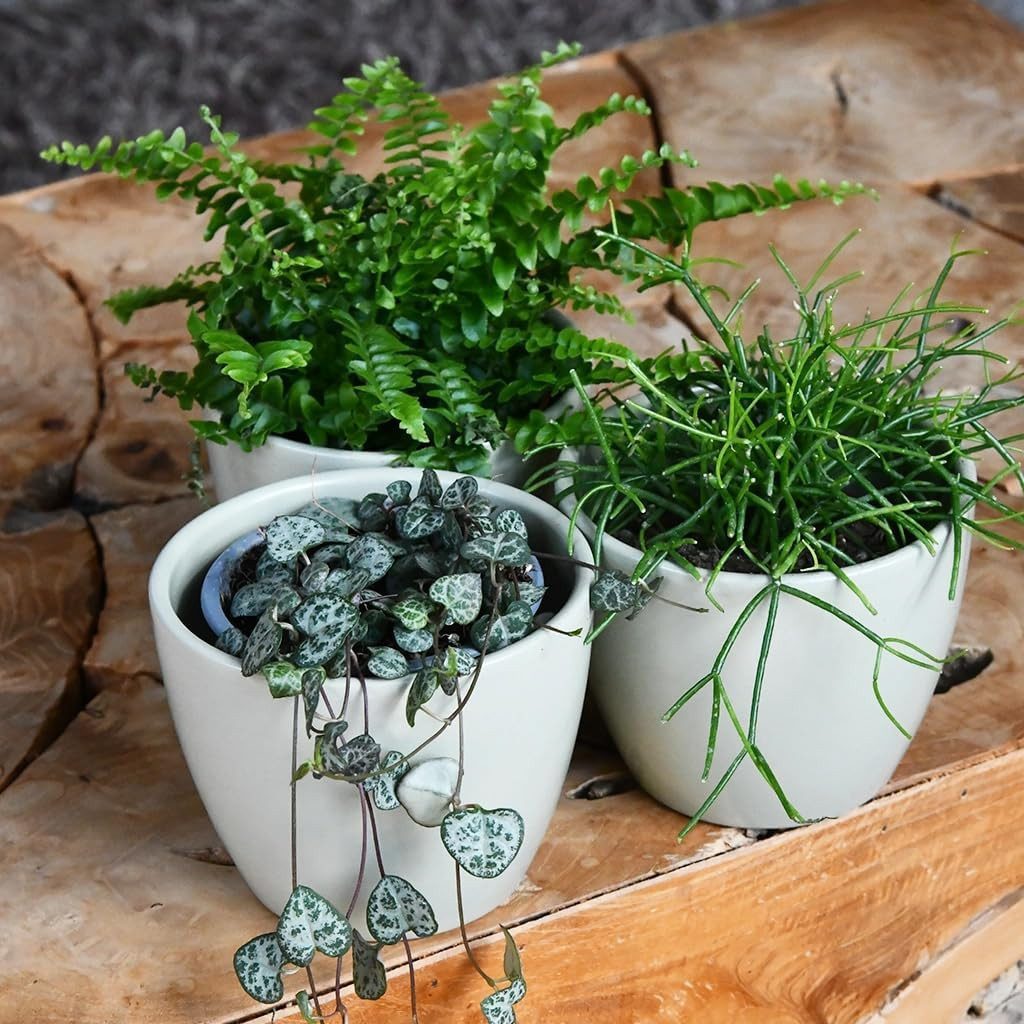 Green Me Up Zimmerpflanze Babypflanzen Trio Hängepflanzen, Wächst in Erde, günstig online kaufen