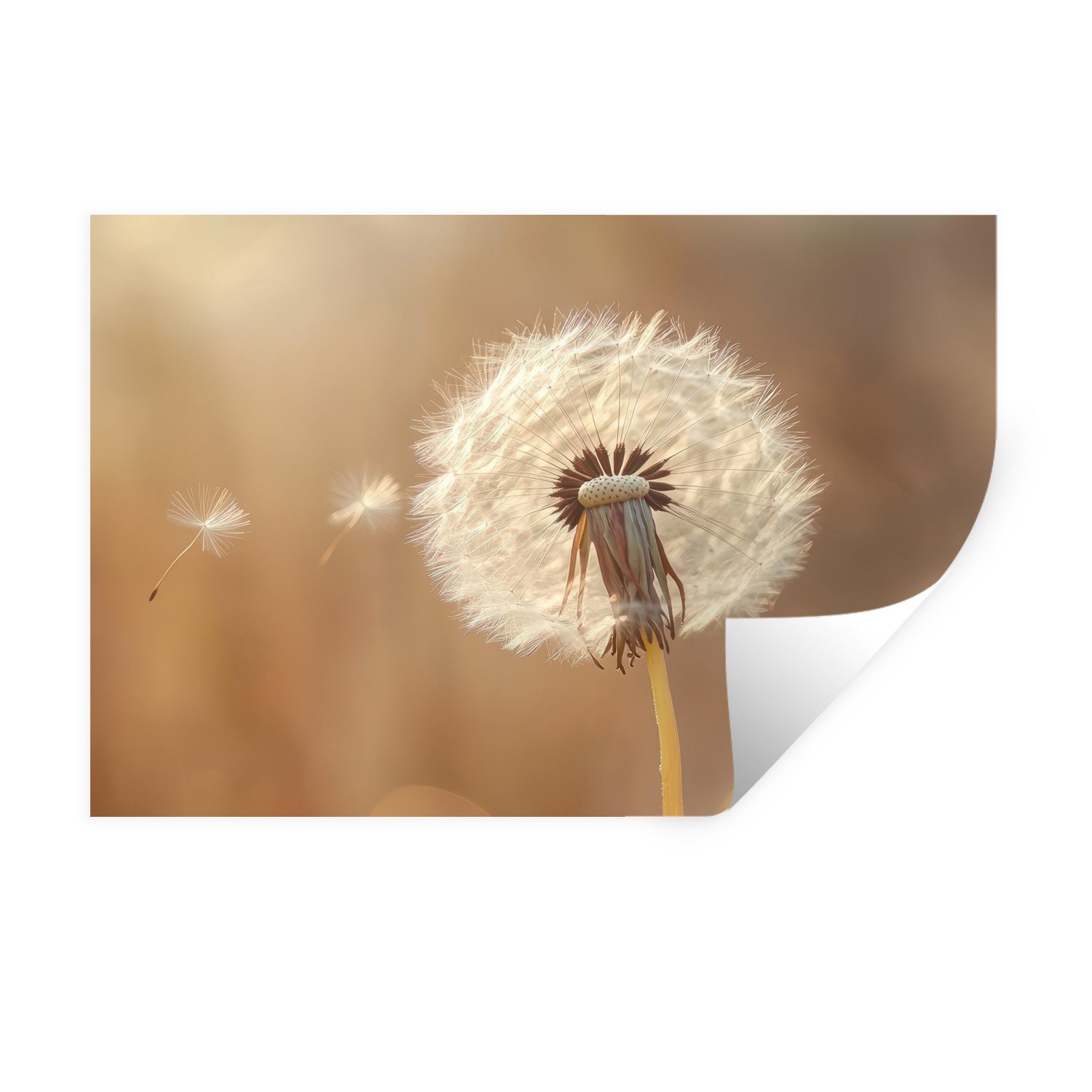 MuchoWow Wandsticker Löwenzahn - Beige - günstig online kaufen
