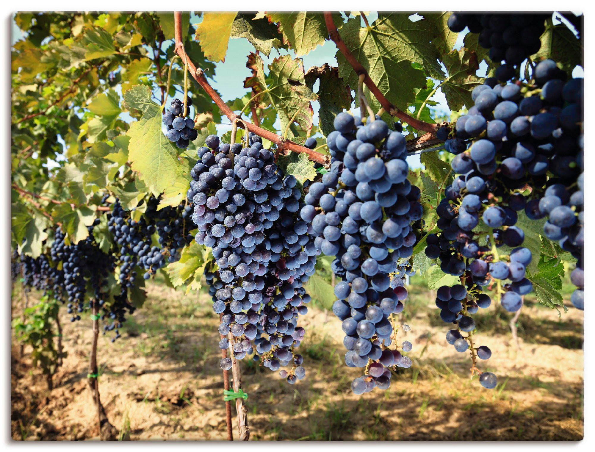 Artland Wandbild Toskanische Weintrauben, Süßspeisen (1 St), als Alubild, Leinwandbild, Wandaufkleber oder Poster in versch. Größen