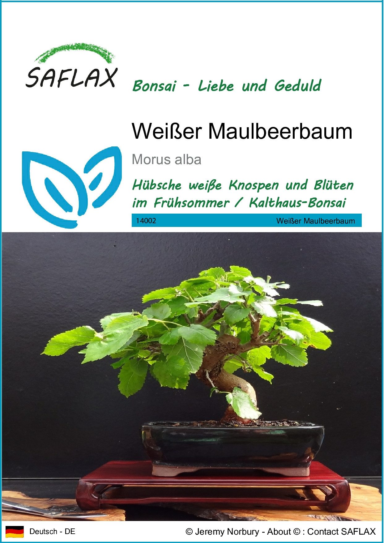SAFLAX Blumensamen SAFLAX - Samen - Weißer Maulbeerbaum