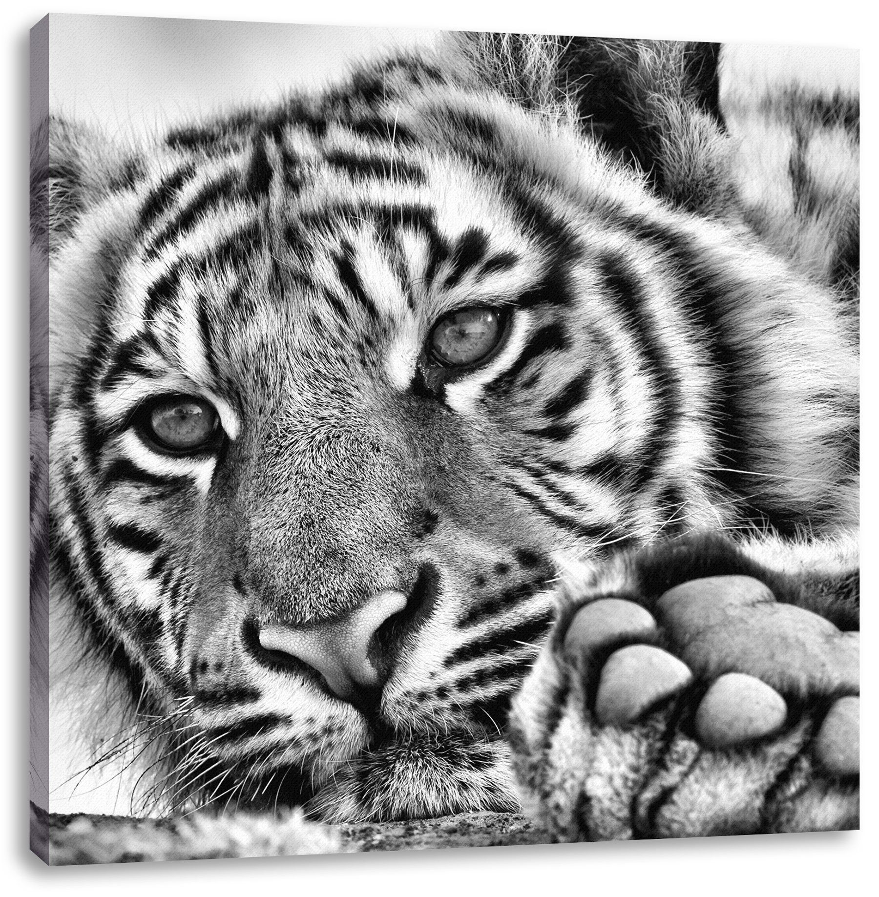 Leinwandbild St), Tiger Leinwandbild (1 fertig bespannt, Zackenaufhänger Tiger, inkl. Pixxprint