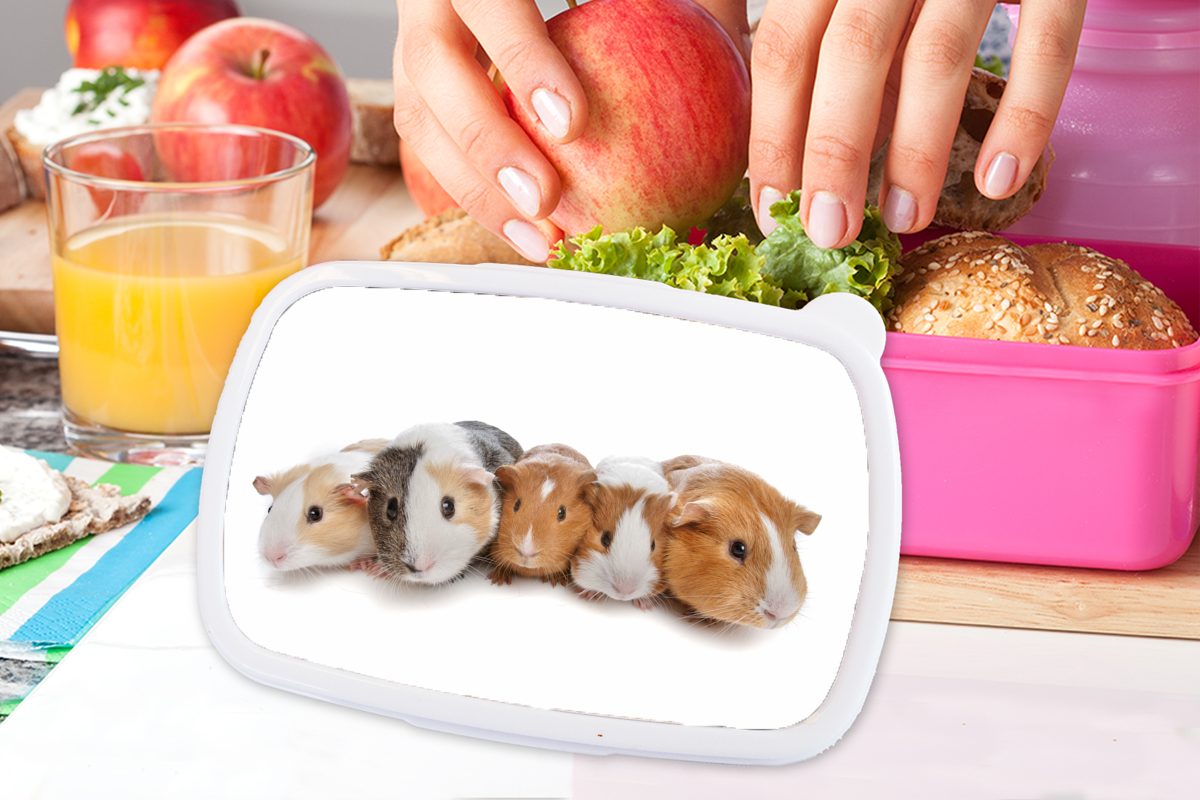 MuchoWow Lunchbox für Kunststoff Erwachsene, Kunststoff, rosa Snackbox, Meerschweinchen, Mädchen, Kinder, (2-tlg), Fünf Brotdose Brotbox