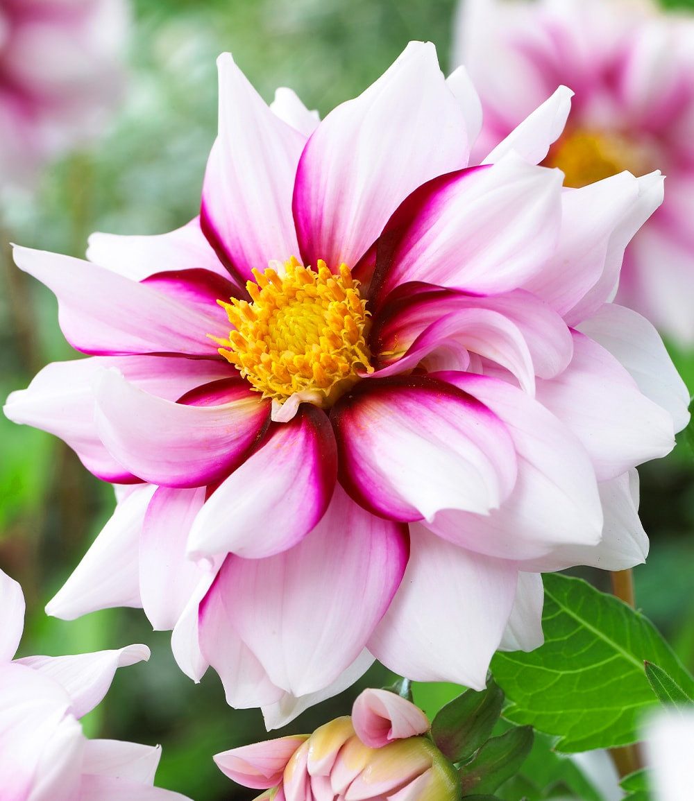 BALDUR Garten Blumenzwiebeln Dahlie 'Edge of Joy', Anemonendahlie, mehrjährig, pflegeleicht, kübelgeeignet