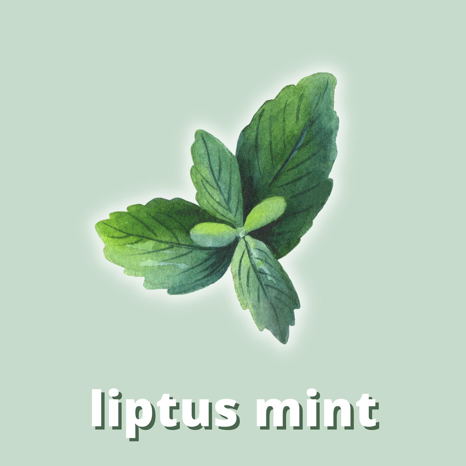 Thumbnail - DistrEbution Duftöl Liptus Mint Duftstoff für Kerzen, Kosmetik & Diffuser