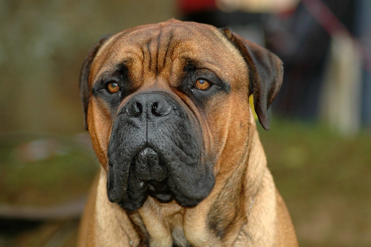 Papermoon Fototapete Bullmastiff-Porträt