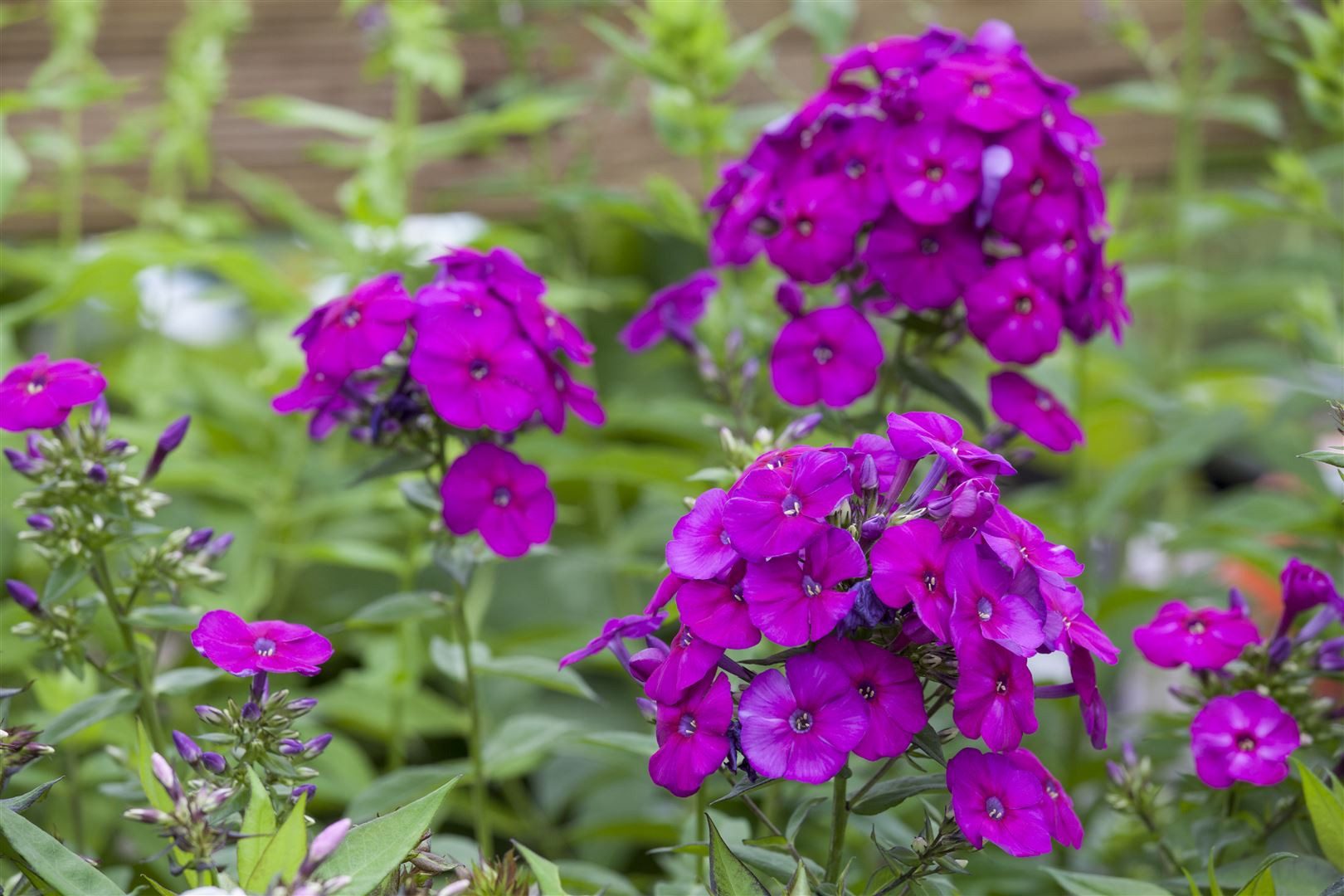 Pflanzen für Dich Staude Phlox pan. The King, 1 St., Hoher Staudenphlox, Flammenblume