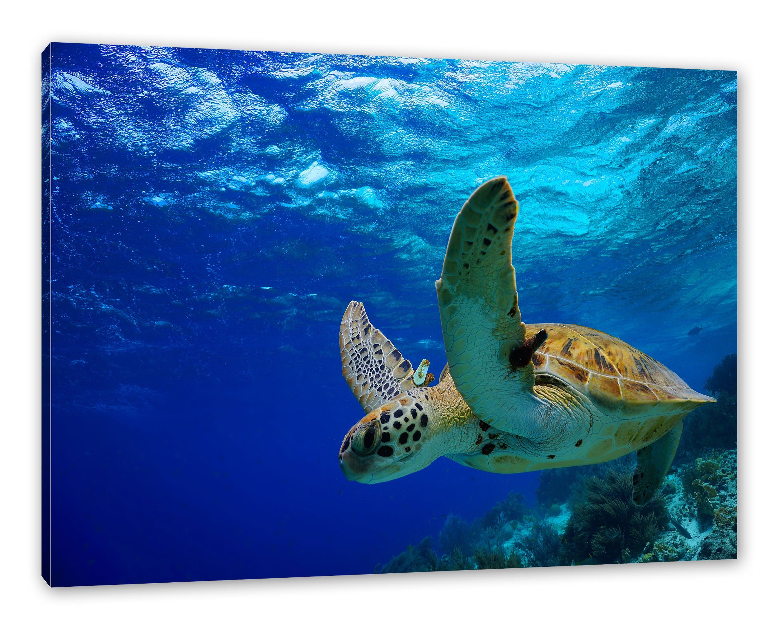 bespannt, Schildkröte im Schildkröte Leinwandbild (1 Zackenaufhänger Riff, im inkl. fertig Riff Pixxprint St), Leinwandbild