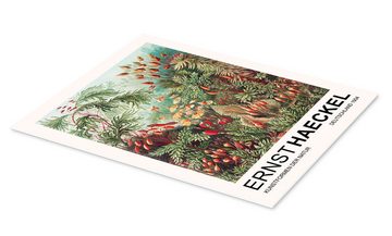 Posterlounge Forex-Bild Ernst Haeckel, Kunstformen Der Natur - Muscinae Laubmoose, Wohnzimmer Malerei