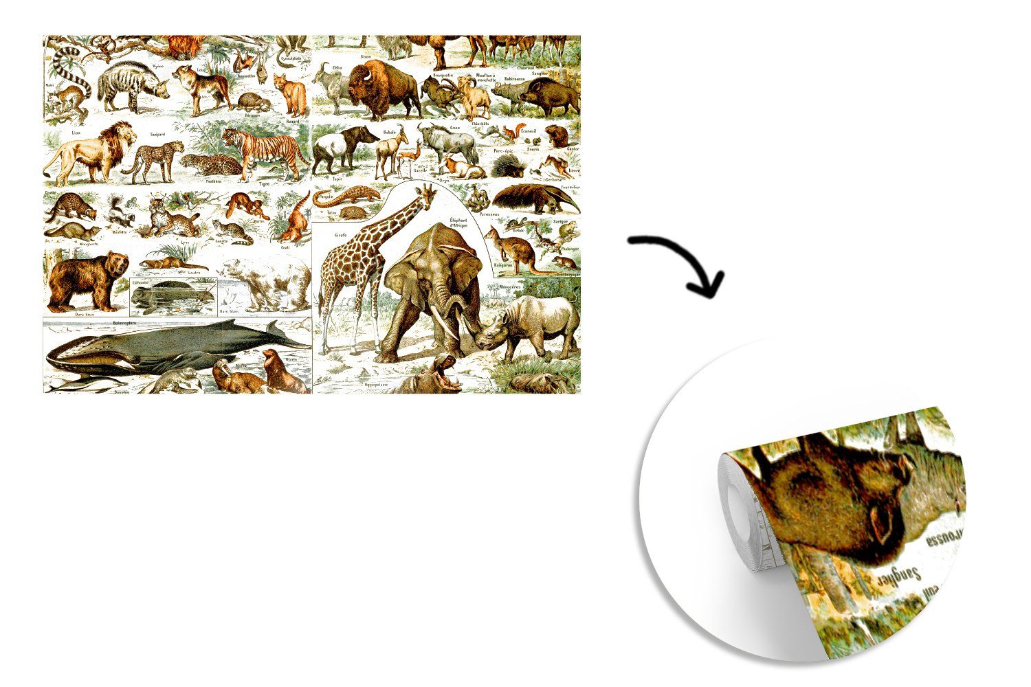 MuchoWow - Fototapete Wallpaper Matt, St), Kinderzimmer, Tiere Löwe, - bedruckt, Vinyl für (6 Schlafzimmer, Giraffe Wohnzimmer, Tapete