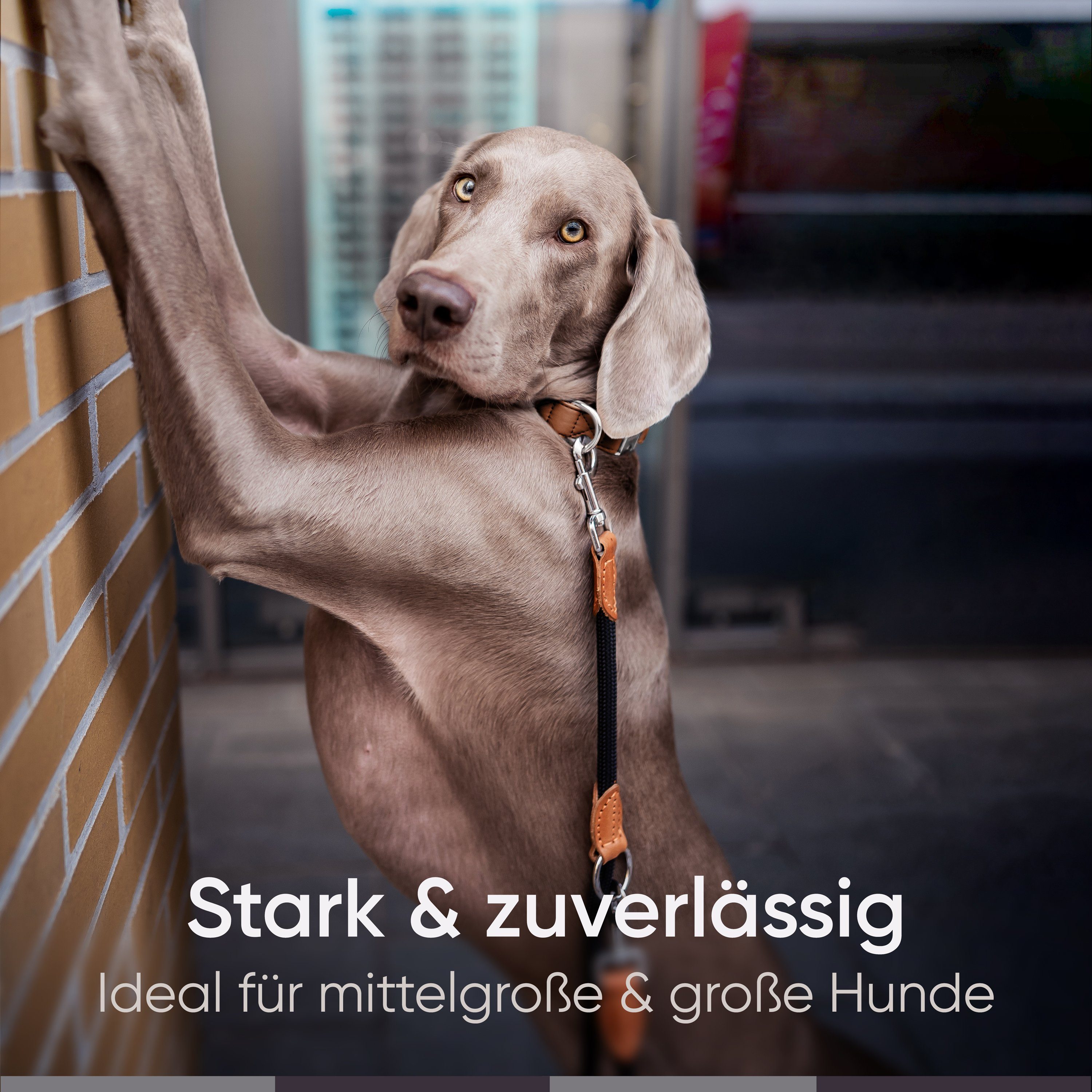 Freudentier Hundeleine für mittelgroße & große Hunde, 2m lang & 3-fach verstellbar, Nylon