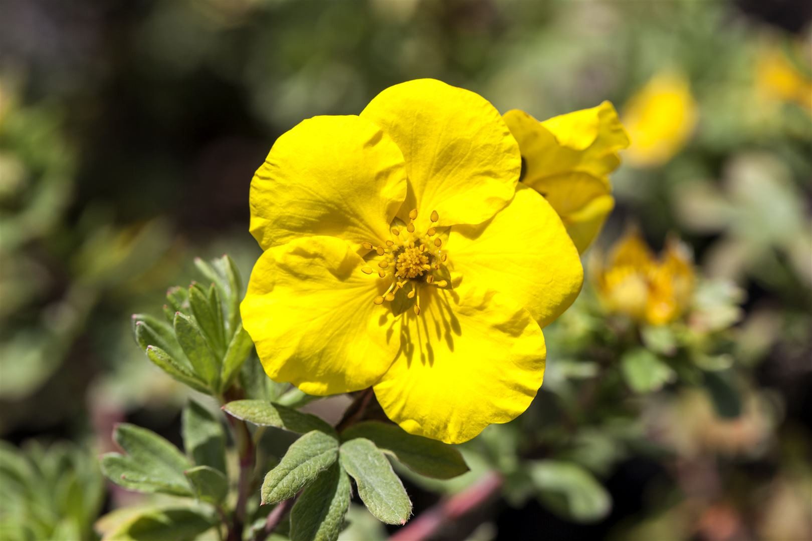 Pflanzen für Dich Почвопокровные растения Potentilla Goldfinger, 1 St., Fingerstrauch, Fünffingerstrauch, gelbblühend, kompaktwüchsig