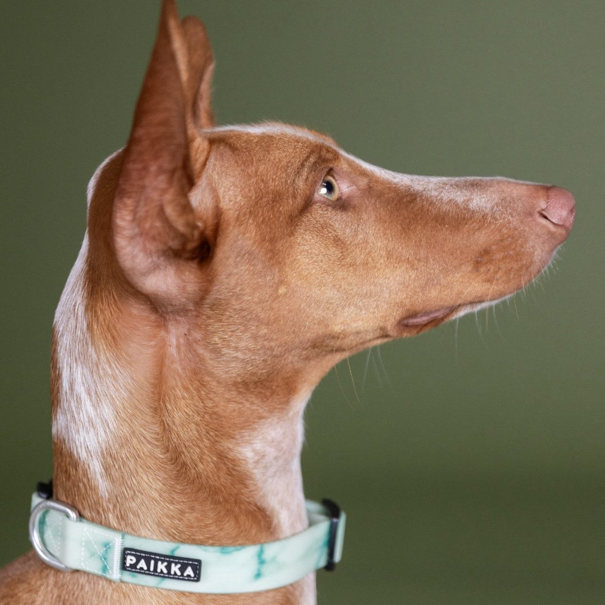 PAIKKA Hunde-Halsband Hundehalsband "Glow Collar" marble green