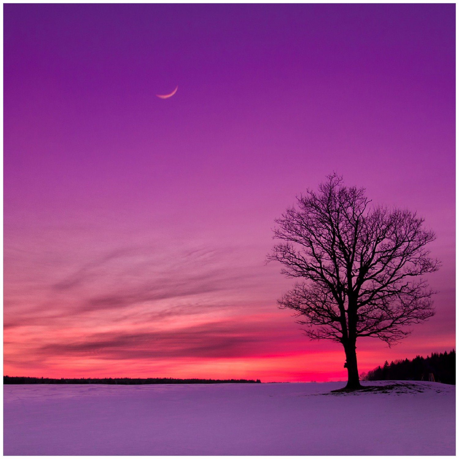 Wallario Memoboard Mond und Baum am Abend bei Schnee