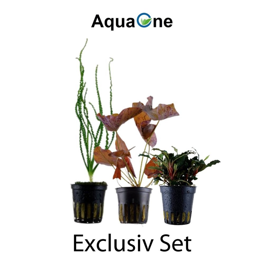 Aquaone Wasserpflanze Exclusives Set mit 3 Pflanzen Aquariumpflanzen Set Nr.135 – Bild 2 von 5