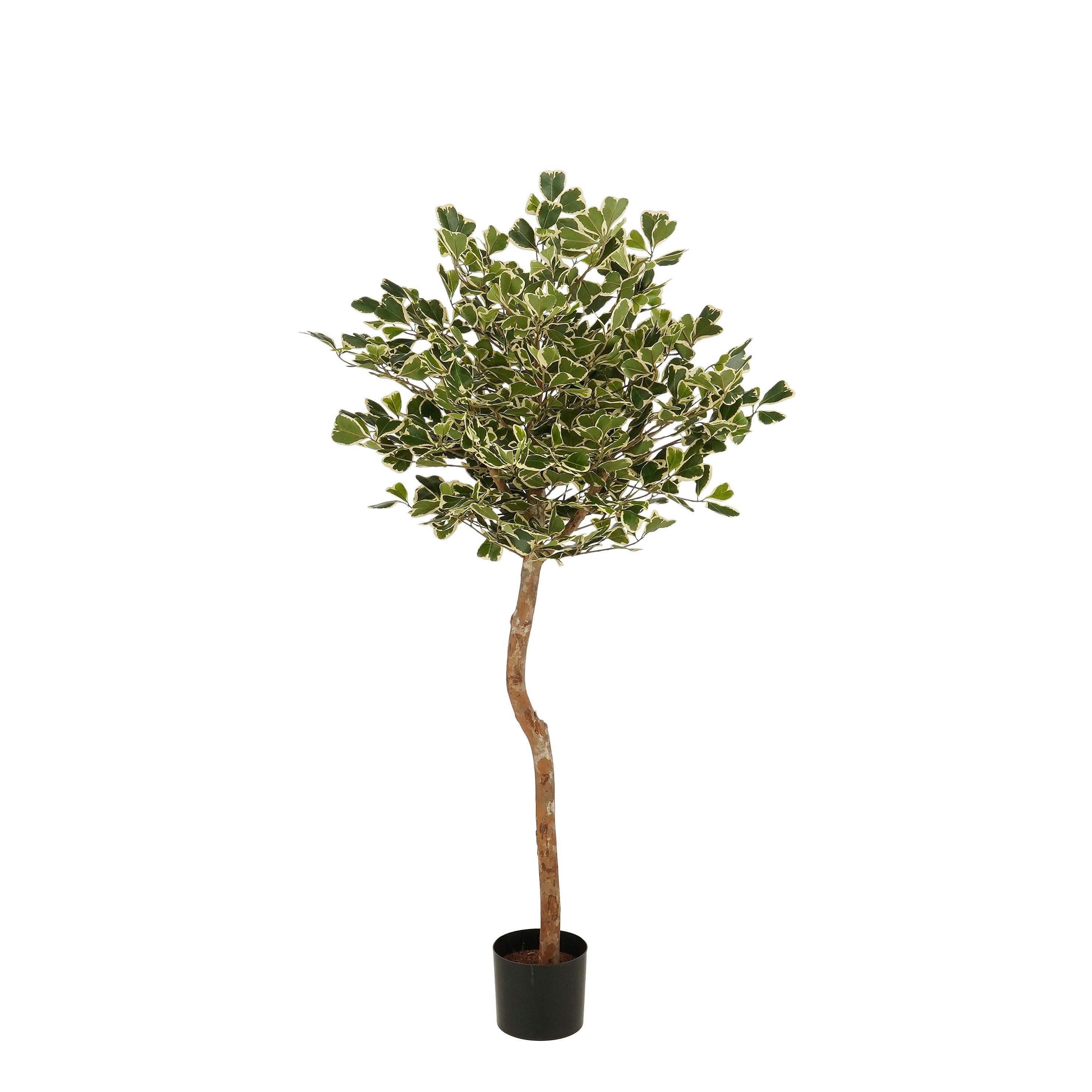Kunstpflanze Mica Decorations Ficus Triangularis – H150 x Ø90 cm – Grün, Mica Decorations, Höhe 150 cm