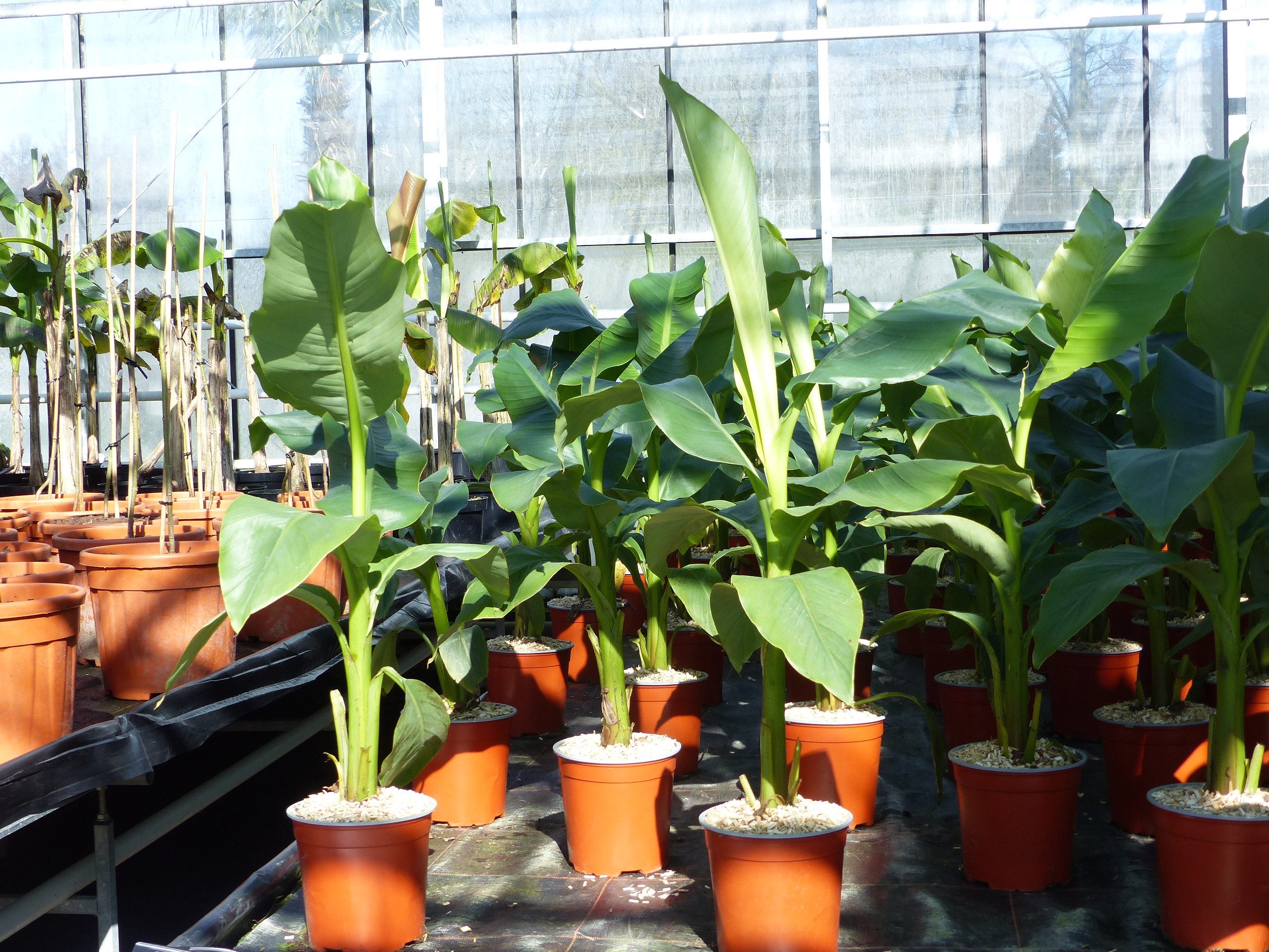 gruenwaren jakubik Bananenbaum Bananenstaude Musa Basjoo 80 - 100 cm winter günstig online kaufen