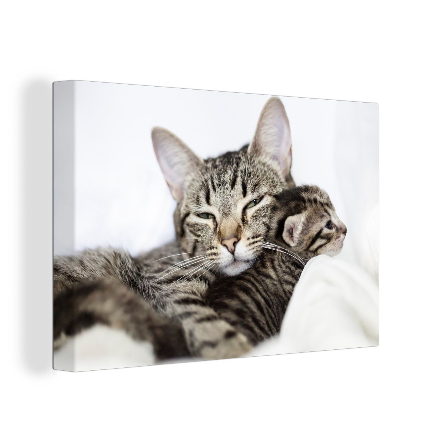 OneMillionCanvasses® Leinwandbild Zwei verschmuste American-Shorthair-Katzen, (1 St), Wandbild Leinwandbilder, Aufhängefertig, Wanddeko, 30x20 cm