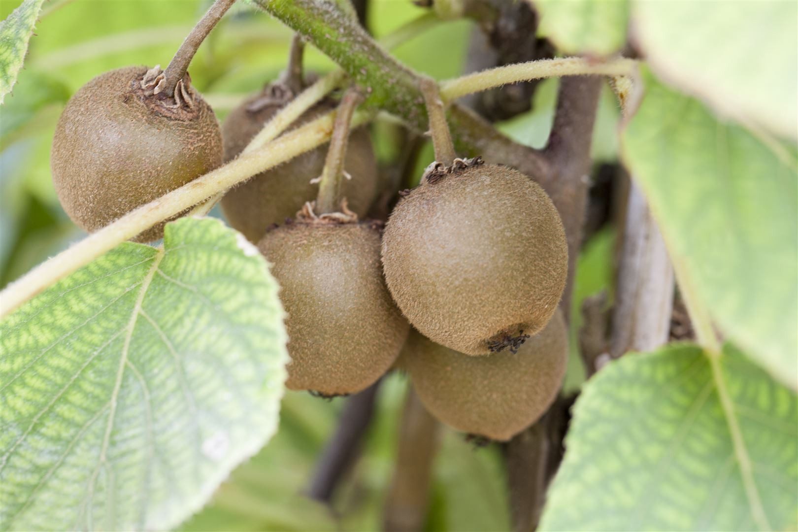 Pflanzen für Dich Obstpflanze Actinidia chin. Boskoop, 1 St., Kiwi, Chinesische Stachelbeere, gelbfruchtig, vitaminreich