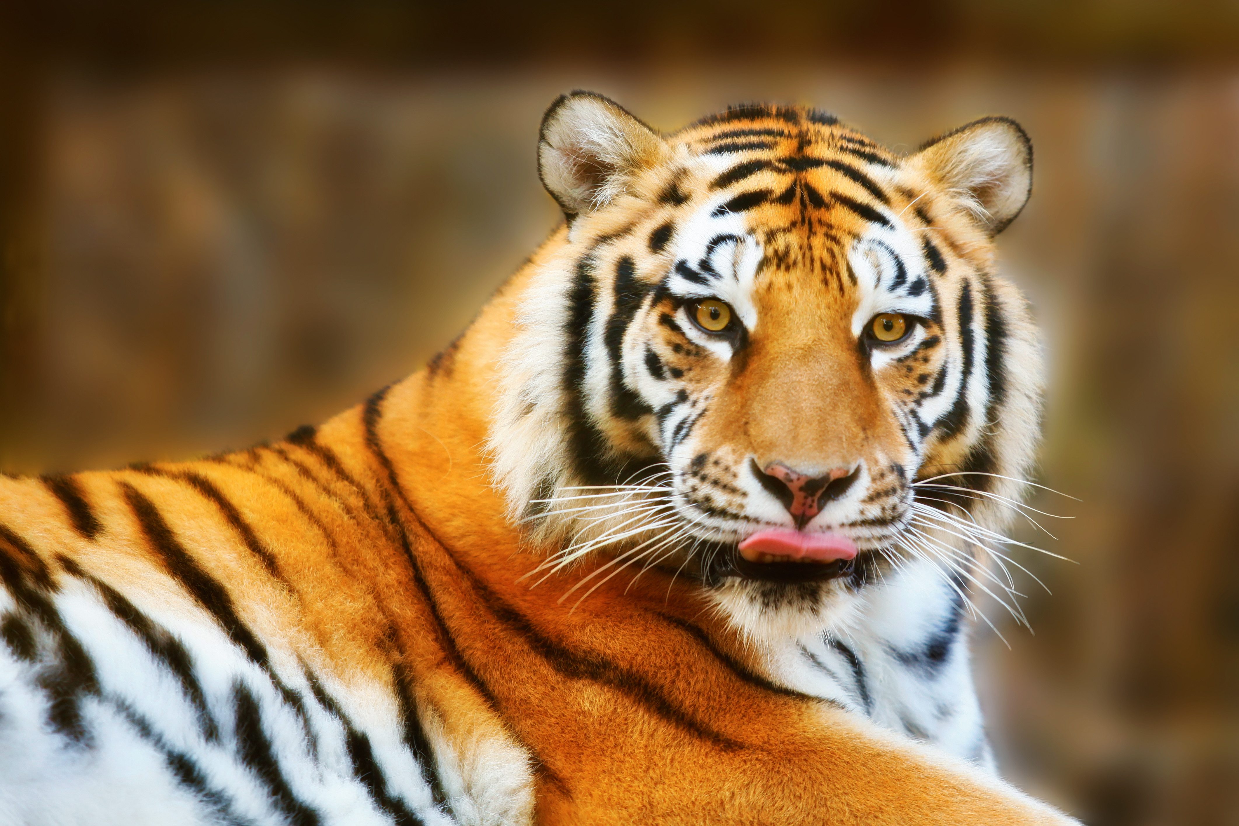Fototapete VLIES-Tapete Premium "Ruhender Tiger"