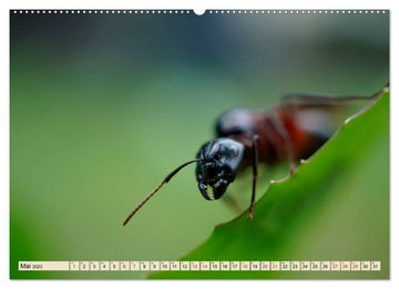 CALVENDO Wandkalender Ameisen - Ordnung im Durcheinander (Premium, hochwertiger DIN A2 Wandkalender 2023, Kunstdruck in Hochglanz)