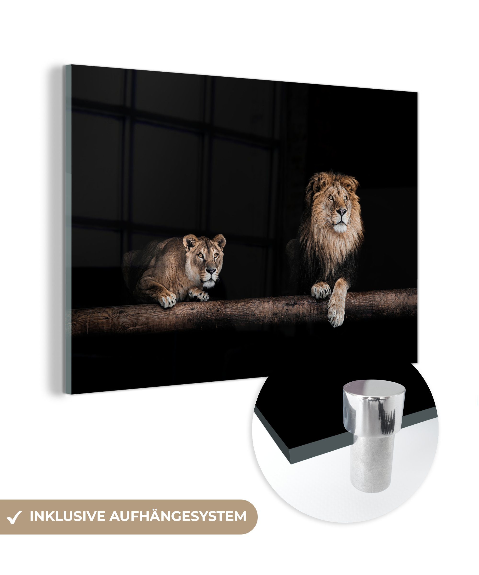 MuchoWow Acrylglasbild Löwen - Licht - Porträt, (1 St), Glasbilder - Bilder auf Glas Wandbild - Foto auf Glas - Wanddekoration