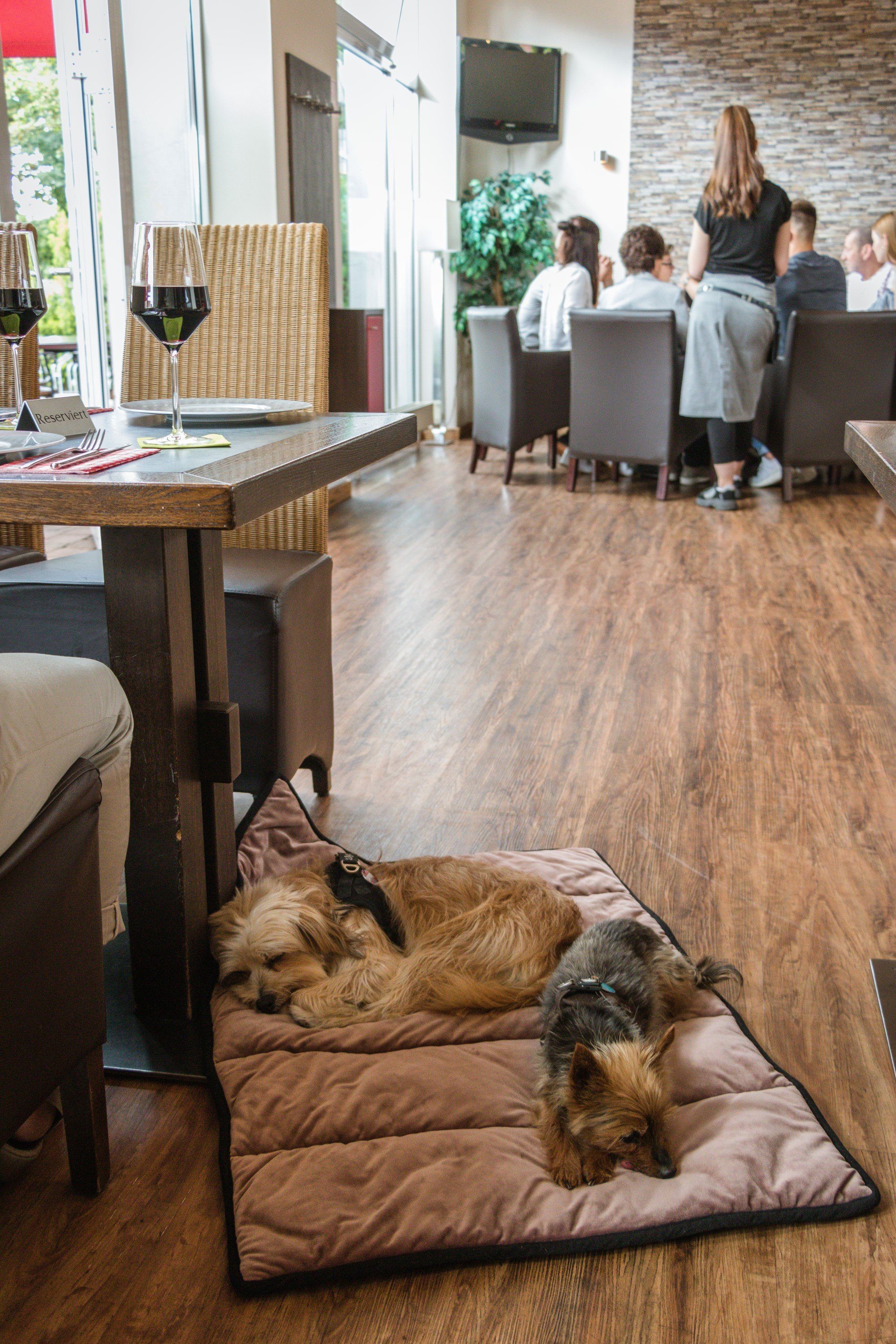 TrendPet Tierdecke Meine Restaurantdecke - Reisedecke, 100% Polyester, platzsparend zusammenfaltbar