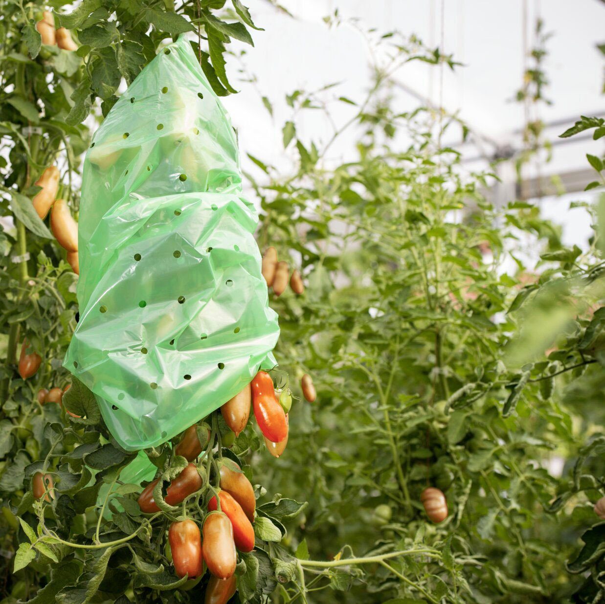 Windhager Gitterfolie STRONG, Wachstumsfolie, Tomatenschlauch, LxØ: 10x0,75m