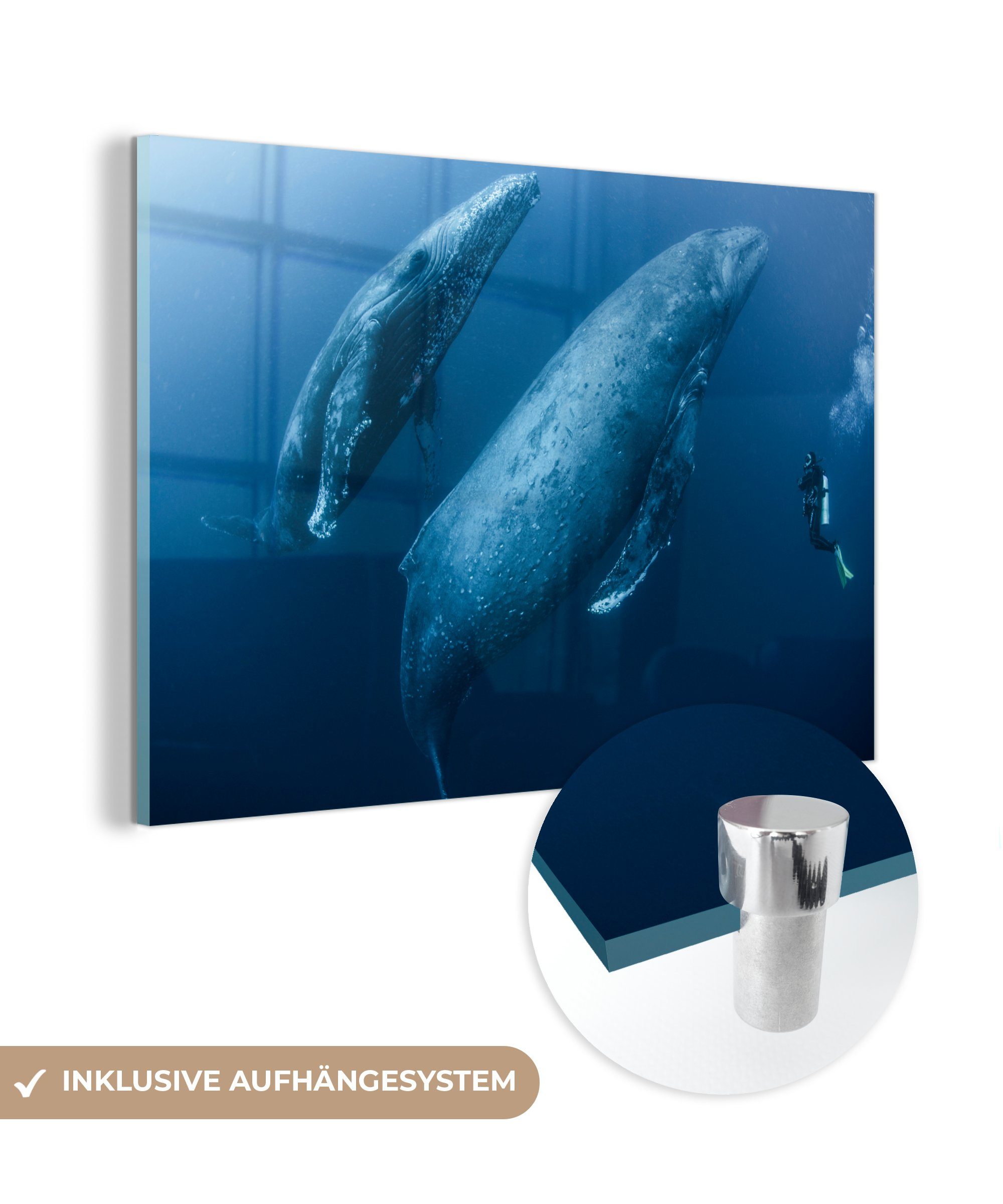 MuchoWow Acrylglasbild Wal - Acrylglasbilder Taucher Meer, & - Wohnzimmer St), Schlafzimmer (1