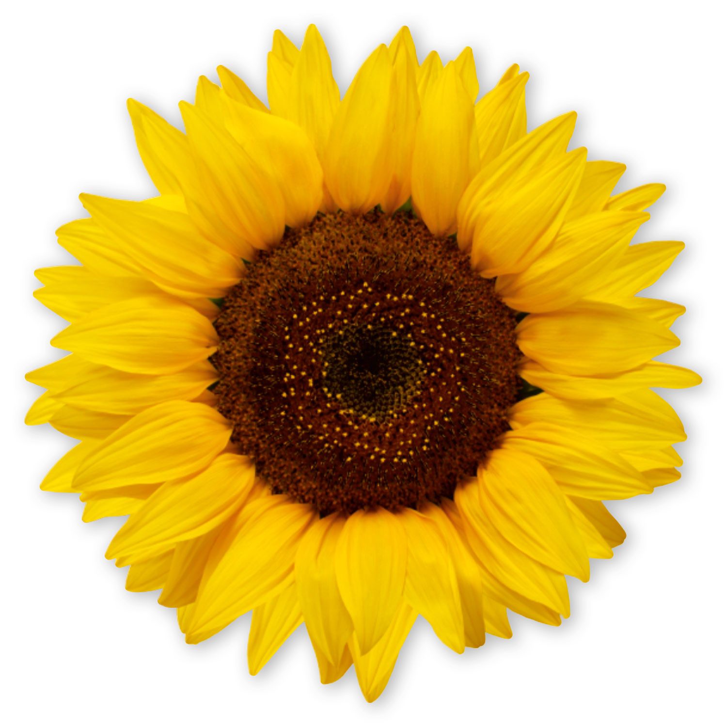 younikat Aufkleber younikat Aufkleber Sonnenblume, 10 cm, selbstklebende Folie I dv1510