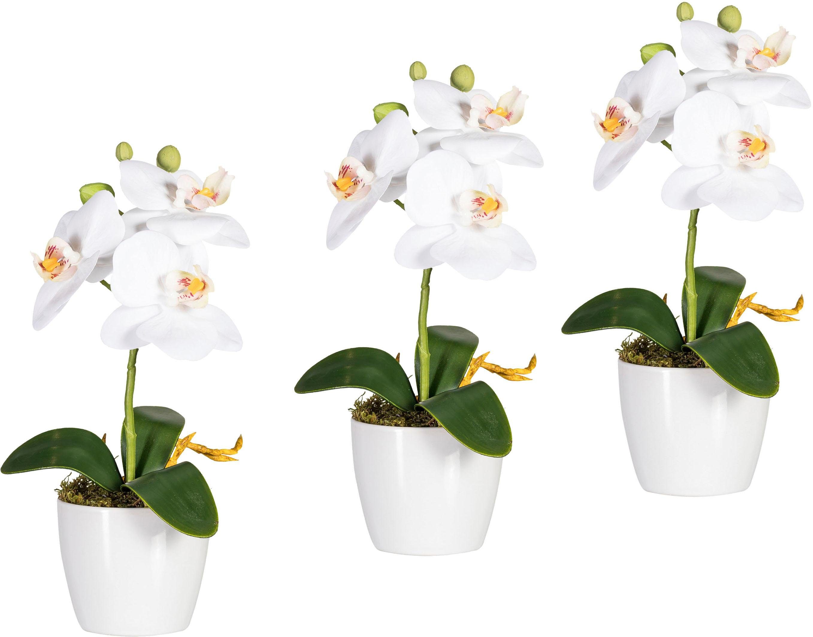 Kunstpflanze Phalaenopsis Orchidee, Creativ green, Höhe 24 cm, 3er-Set