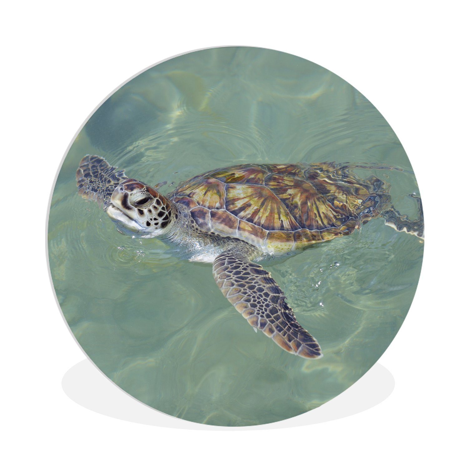 MuchoWow Gemälde Schildkröte schwimmt im Wasser, (1 St), Kreis Wanddekoration Forex, Rundes Wandbild, Wohnzimmer, 30x30 cm