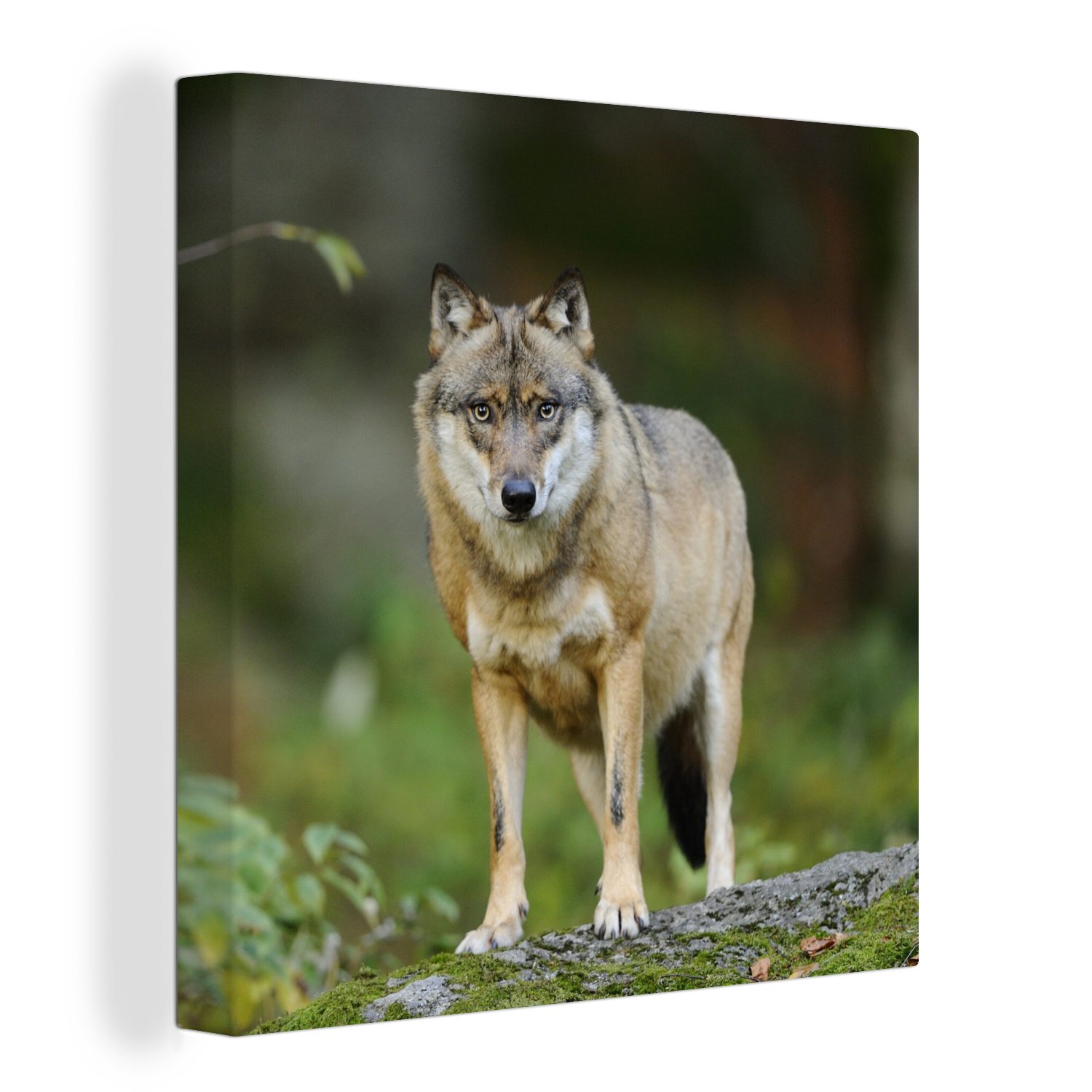 OneMillionCanvasses® Leinwandbild Wolf - Asien - Pflanzen, (1 St), Leinwand Bilder für Wohnzimmer Schlafzimmer