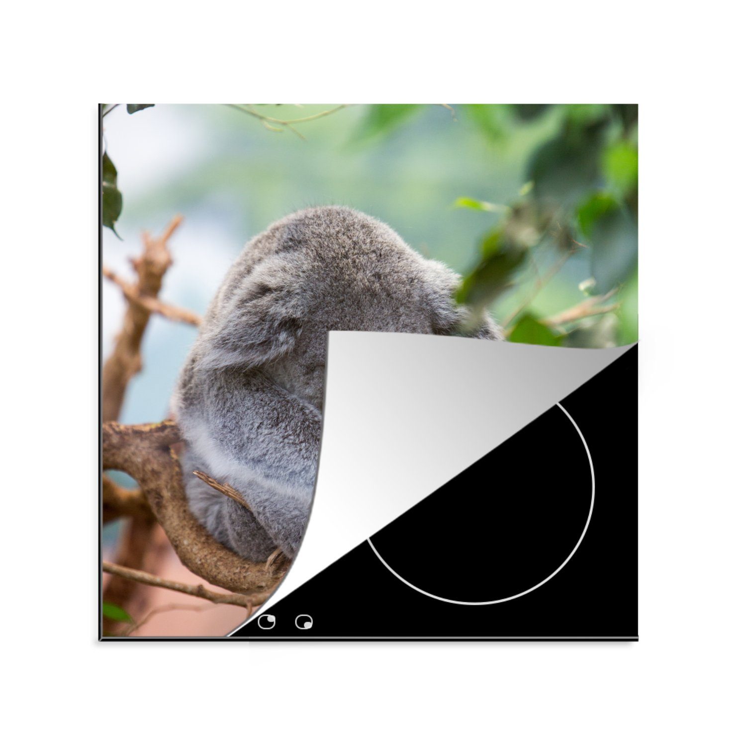 MuchoWow Herdblende-/Abdeckplatte Koala - Zweige - Kinder - Jungen - Mädchen, Vinyl, (1 tlg), 78x78 cm, Ceranfeldabdeckung, Arbeitsplatte für küche