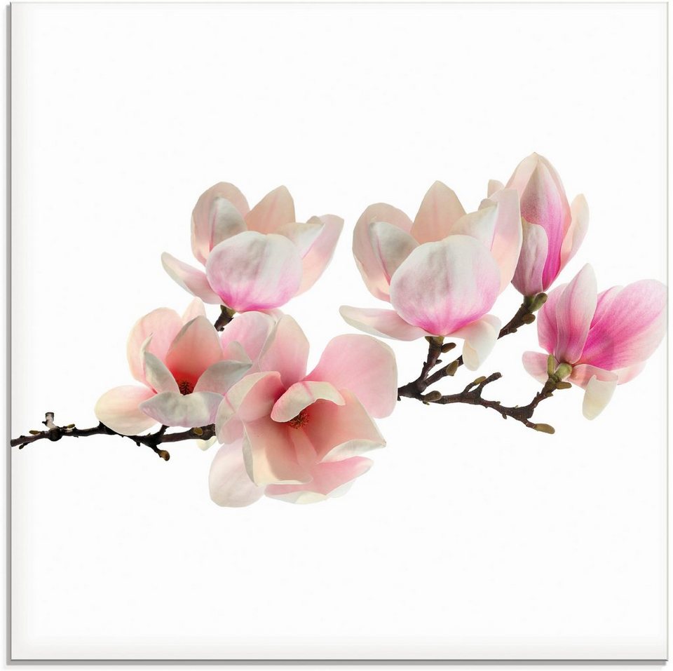 Artland Glasbild Magnolie, Blumen (1 St), in verschiedenen Größen