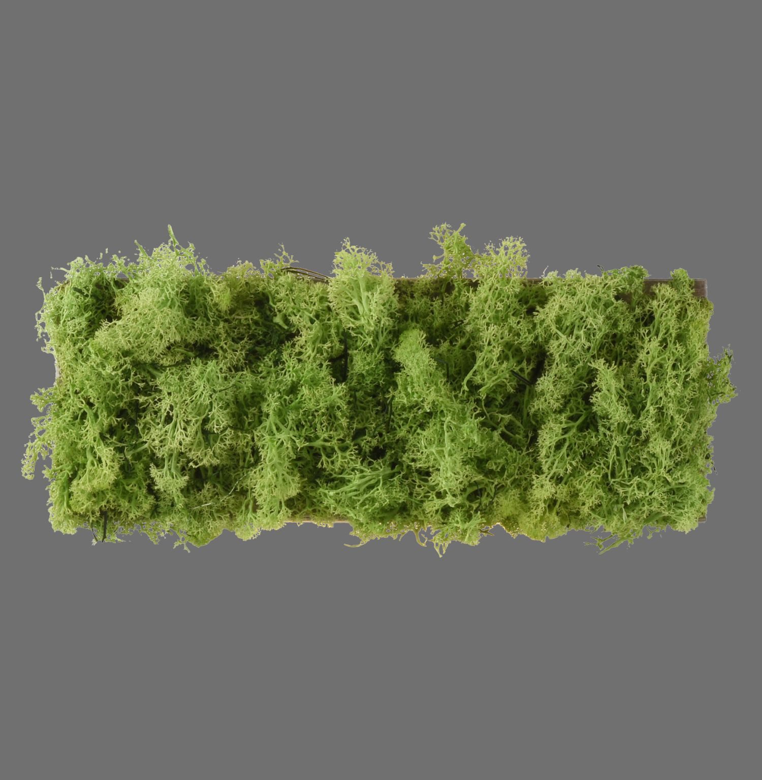 Licht-Erlebnisse Wandleuchte JASTIN, LED fest integriert, Warmweiß, LED Up Down 32 cm breit Moos eckig warmweißes Licht 3000 K 130 lm