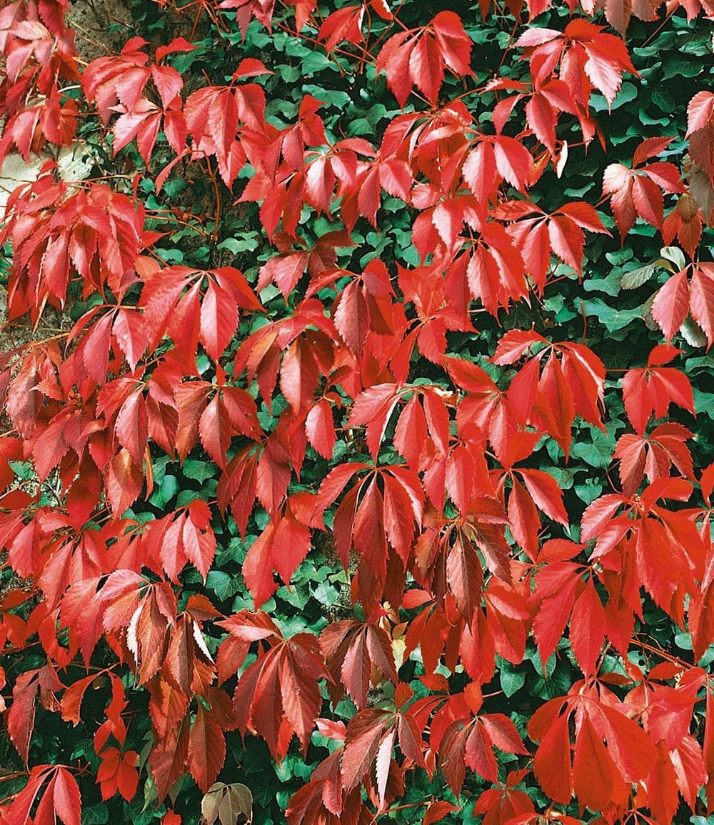 BALDUR Garten Kletterpflanze Wilder Wein 'Quinquefolia', 1 St., Gespensterpflanze, winterhart, pflegeleicht