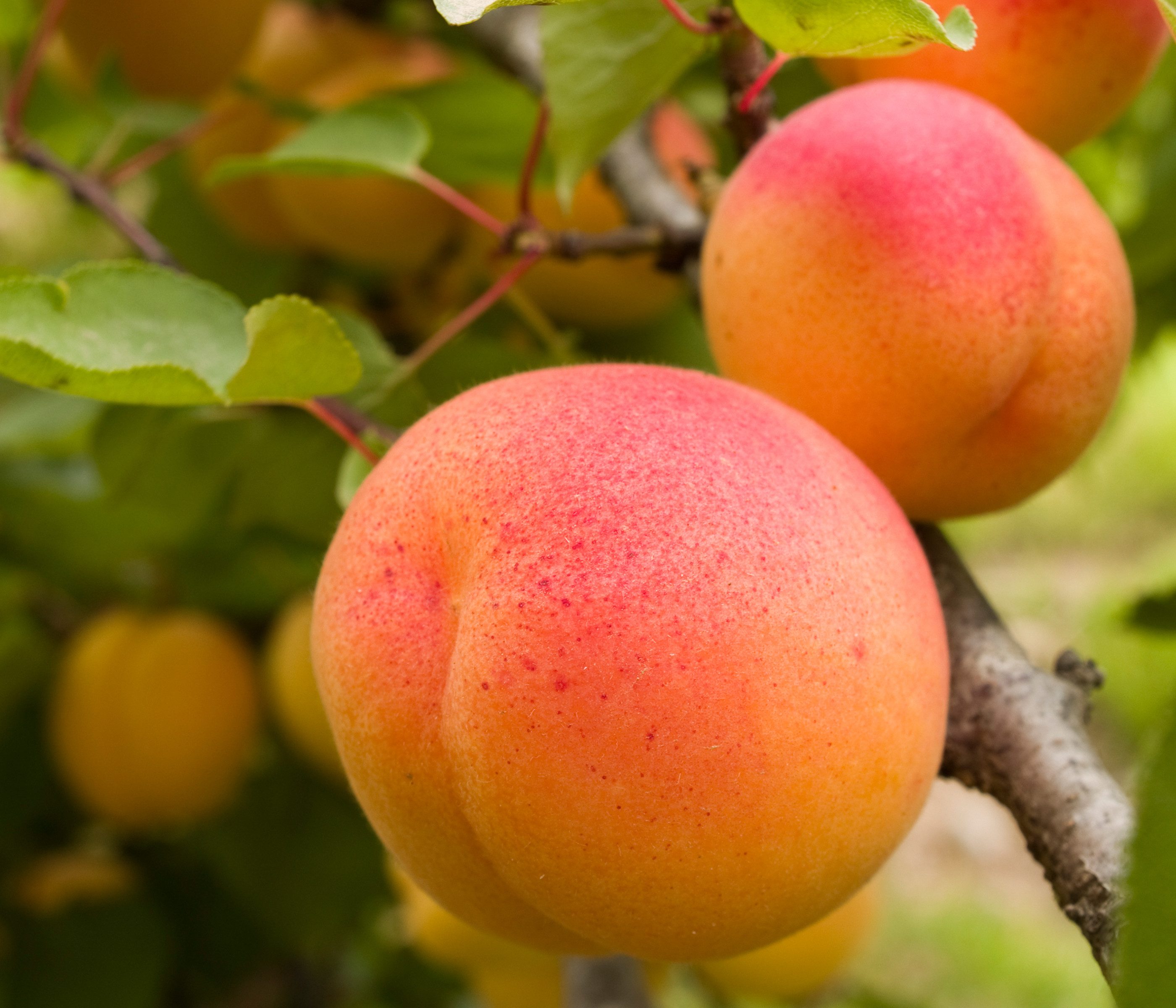 Dehner Pfirsichbaum Aprikose Orangered, buschiger Aprikosenbaum, saftig-würzige Früchte