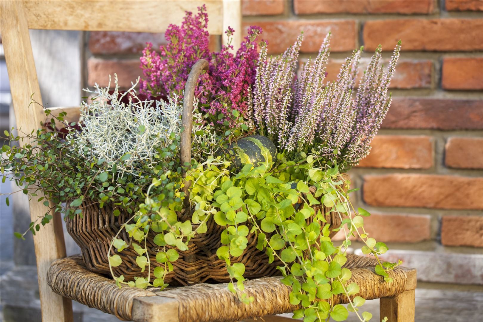 Pflanzen für Dich Staude Lysimachia nummularia, 1 St., Pfennigkraut, Münzkraut, Geldkraut
