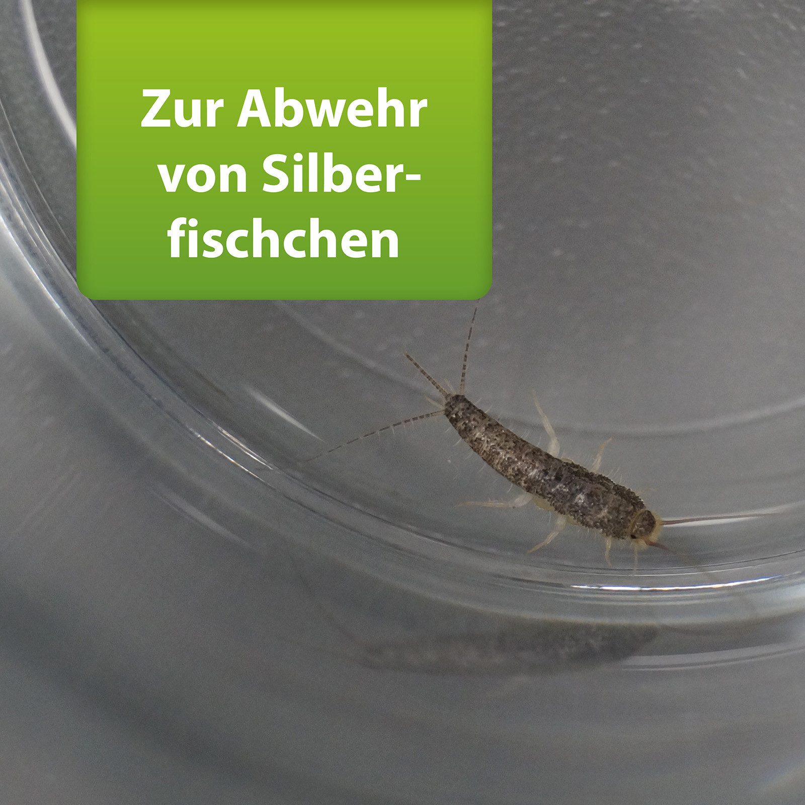 Ardap Insektenspray ARDAP Repell Silberfischchen Spray 400 ml