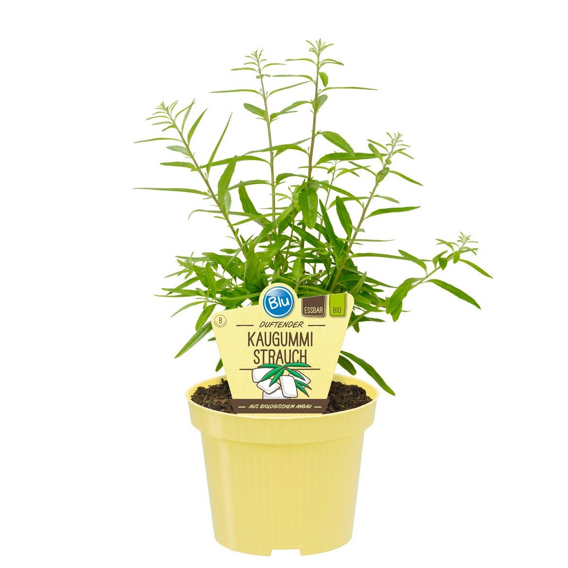 Exotenherz Gewürzkraut Kaugummistrauch Lippia polystacha Kräuterpflanze im 12cm Topf