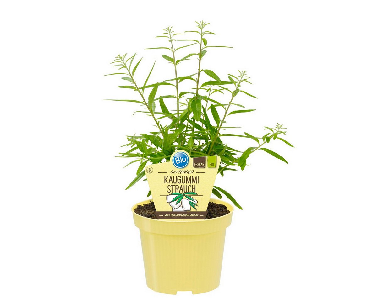 Exotenherz Gewürzkraut Kaugummistrauch Lippia polystacha Kräuterpflanze im 12cm Topf